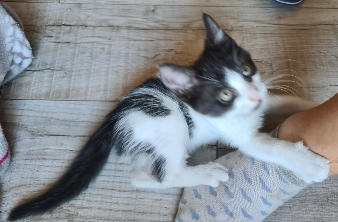 BERLIOZ – chaton