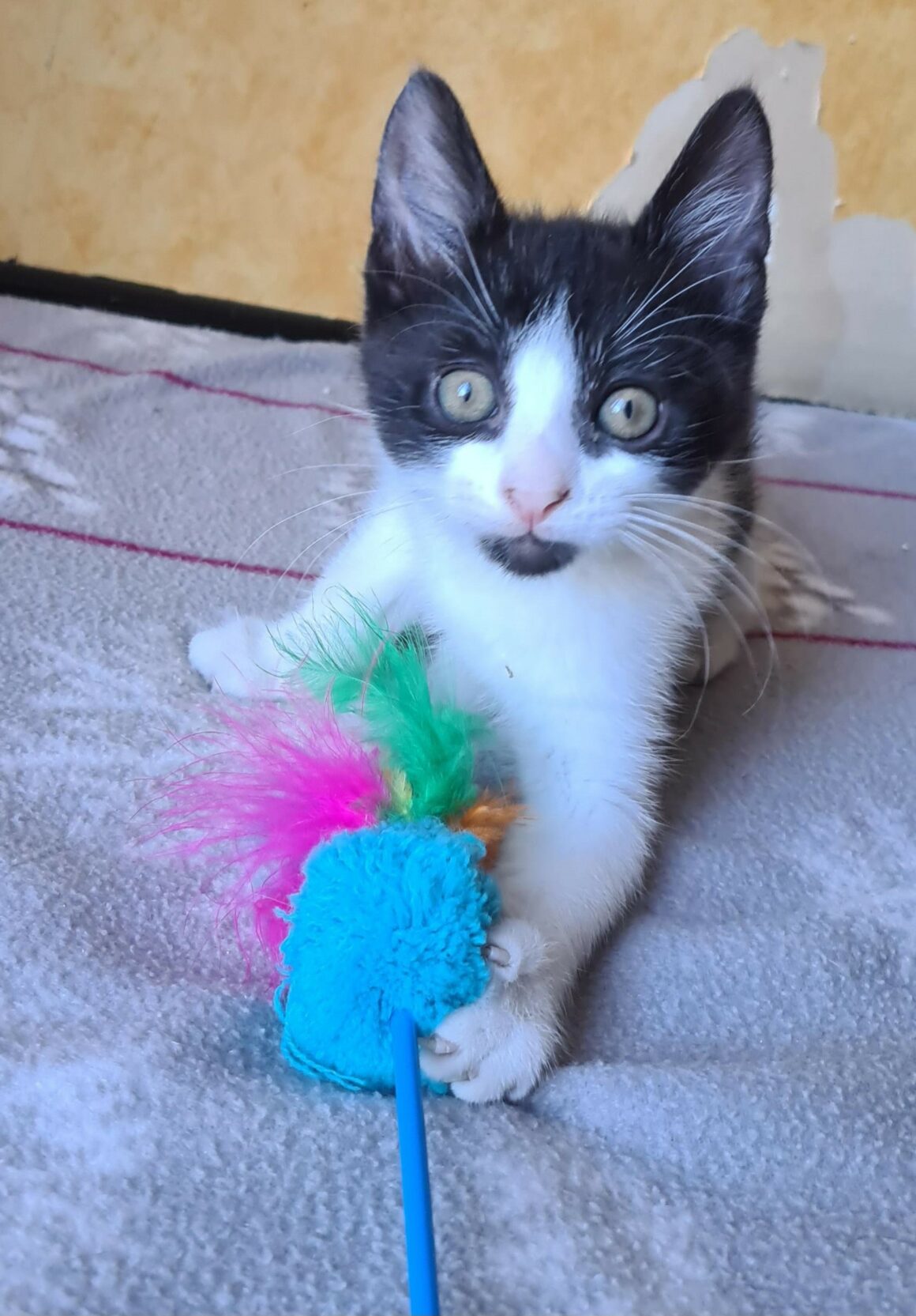 BERLIOZ – chaton