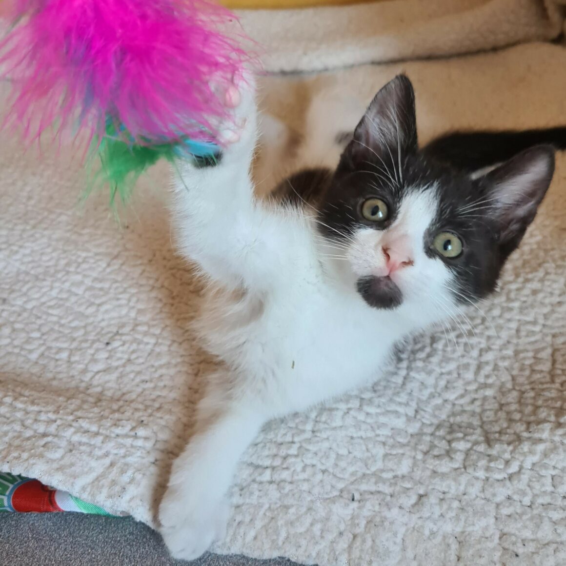 BERLIOZ – chaton adopté