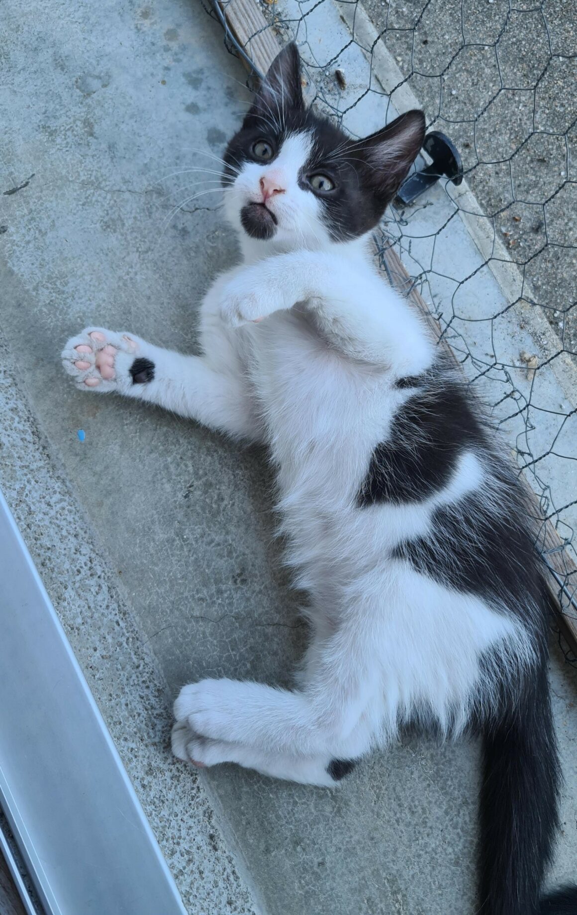 BERLIOZ – chaton