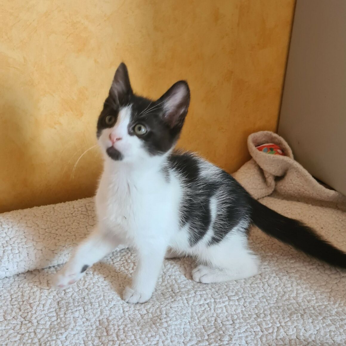 BERLIOZ – chaton