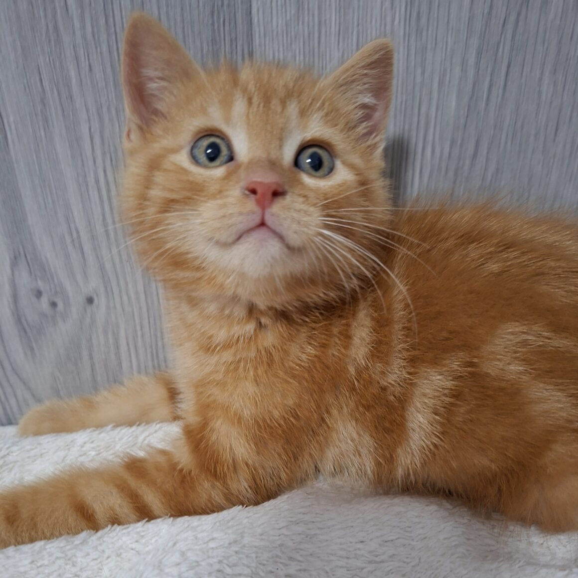 BIBICHUT – chaton adopté