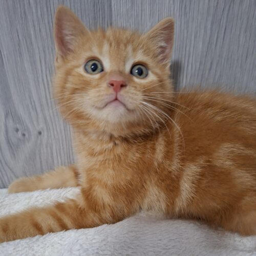 BIBICHUT – chaton