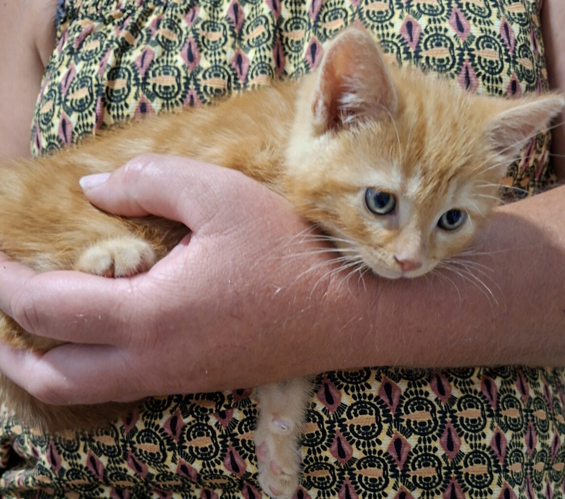 BIBICHUT – chaton