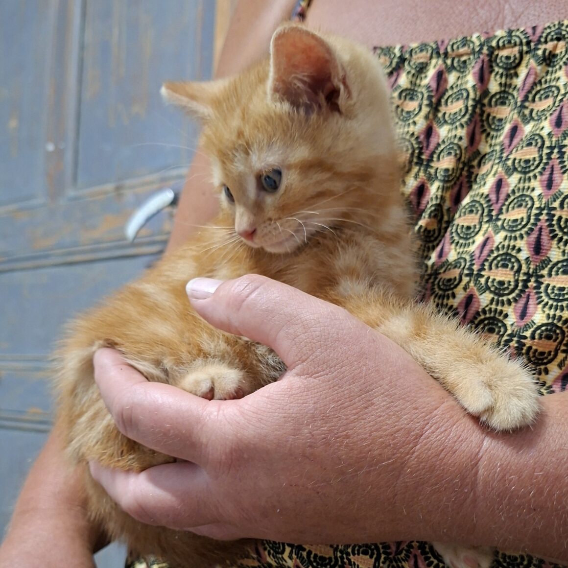 BIBICHUT – chaton