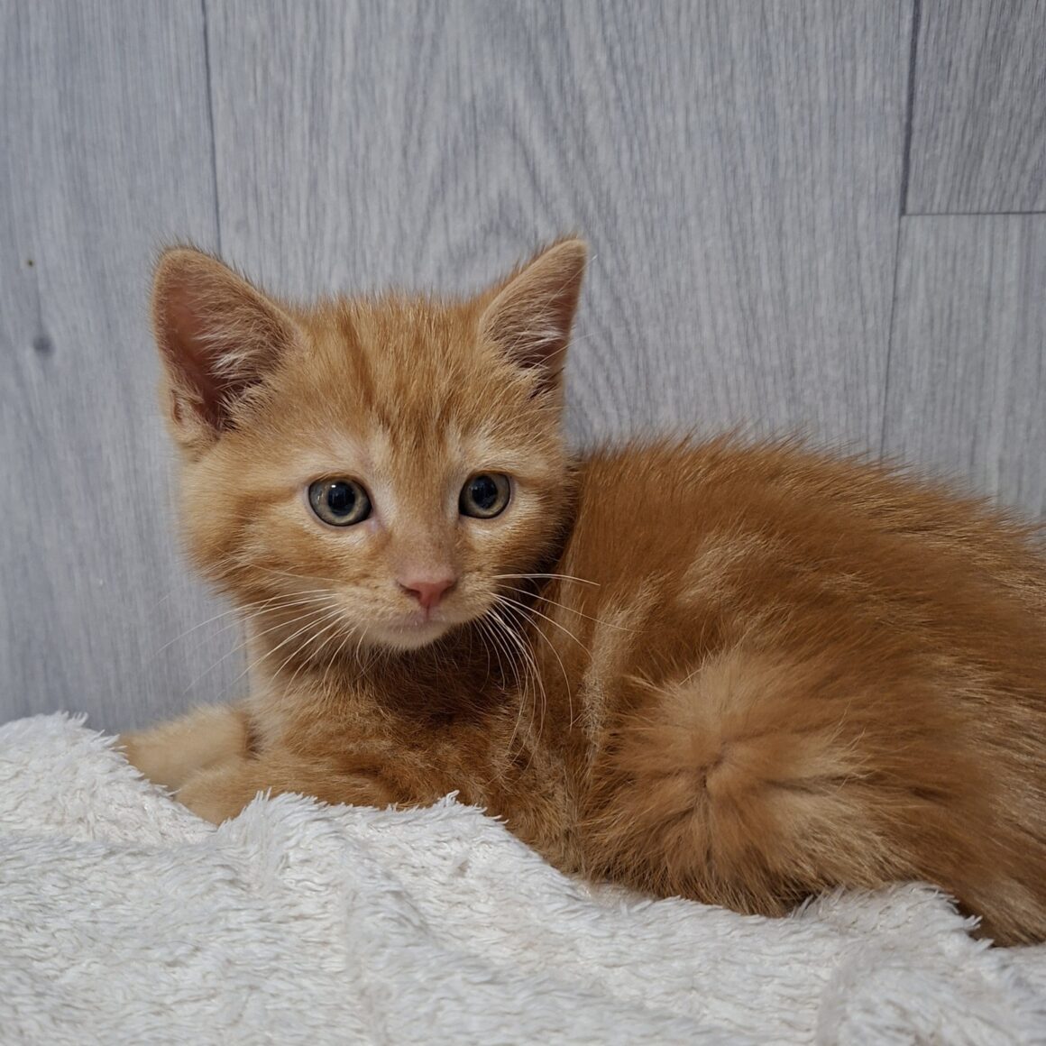 BIBICHUT – chaton