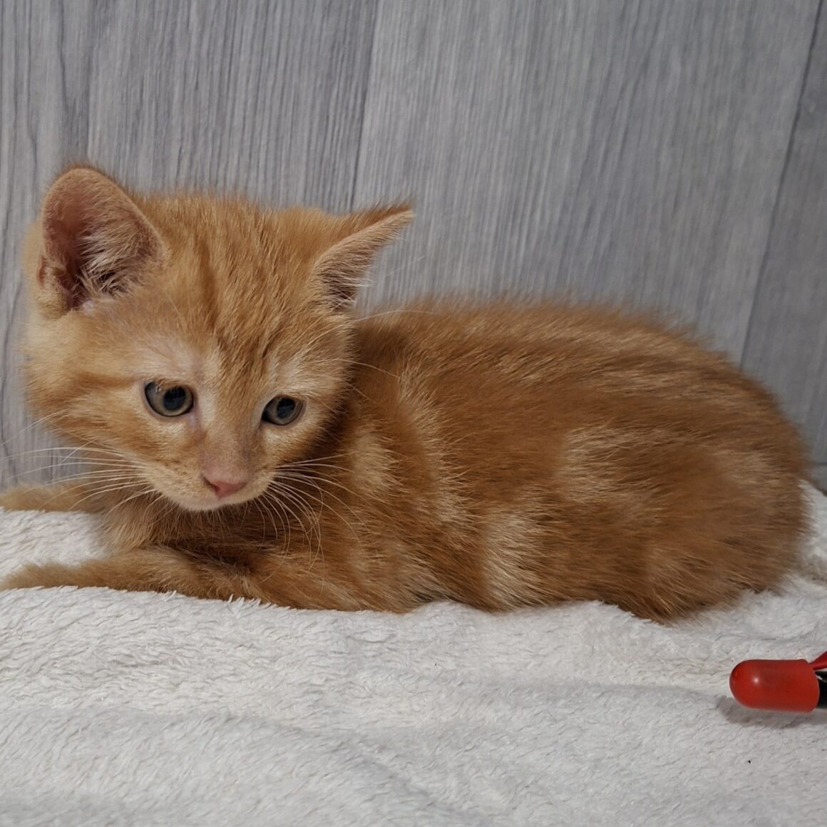 BIBICHUT – chaton