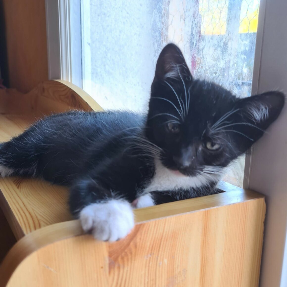 BISCUIT – chaton