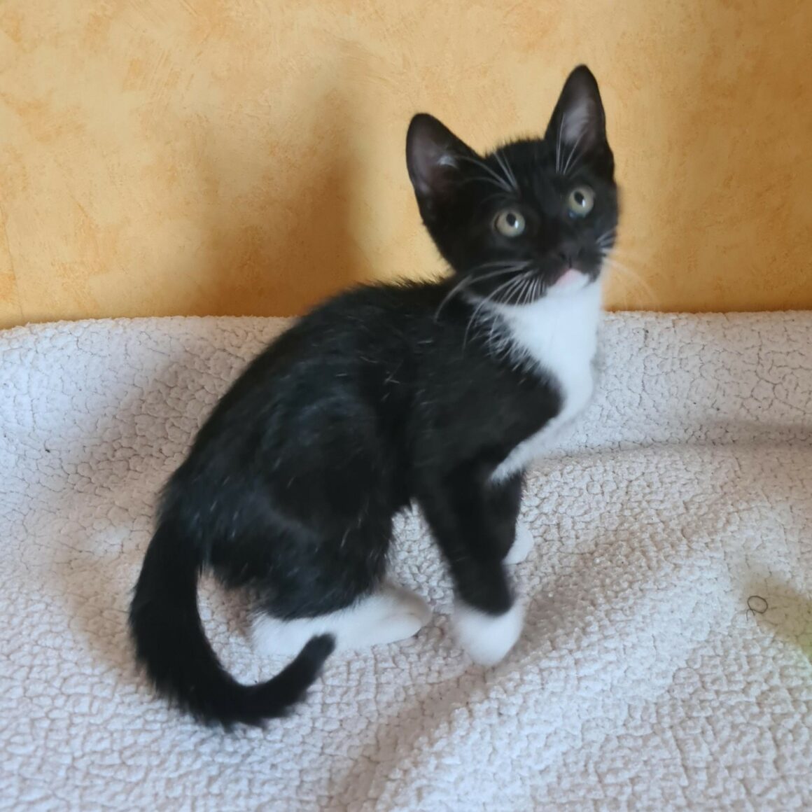 BISCUIT – chaton