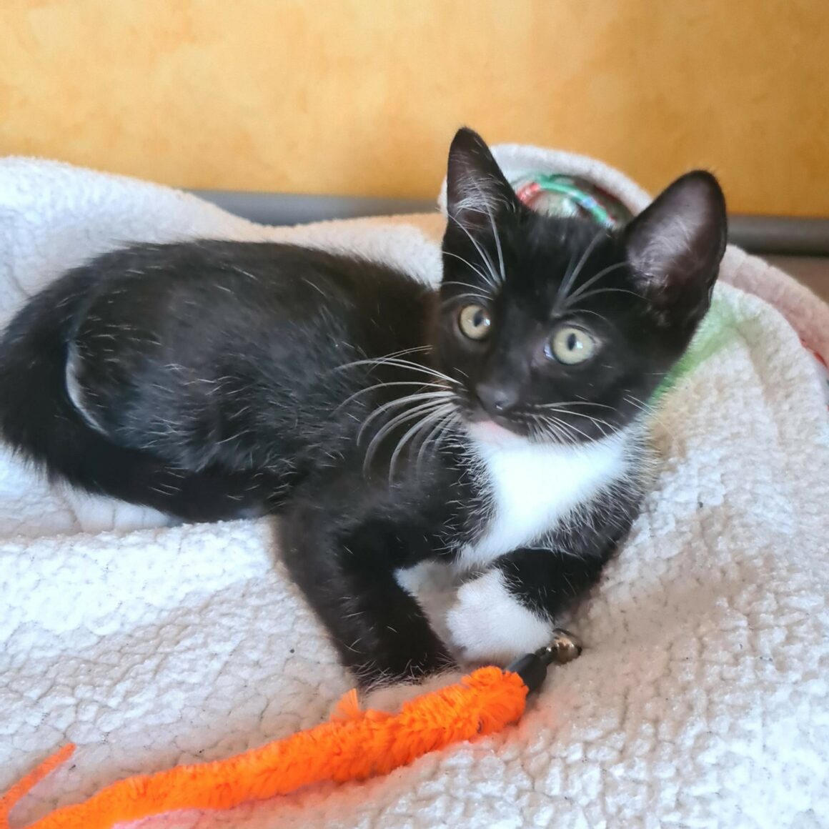 BISCUIT – chaton