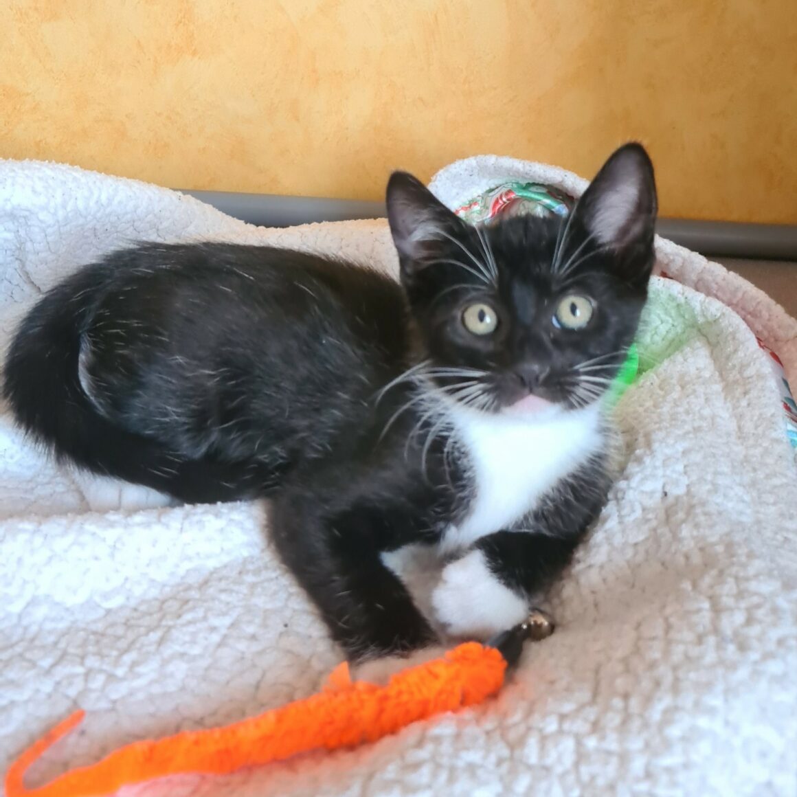 BISCUIT – chaton