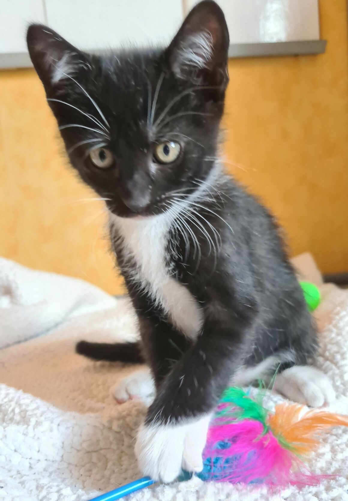 BISCUIT – chaton
