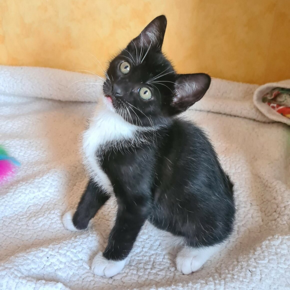 BISCUIT – chaton