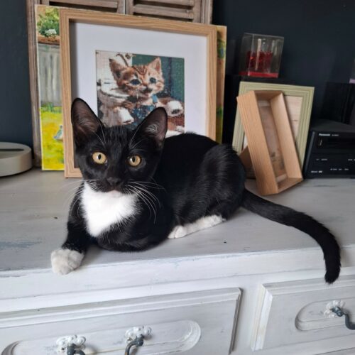 BISCUIT – chaton
