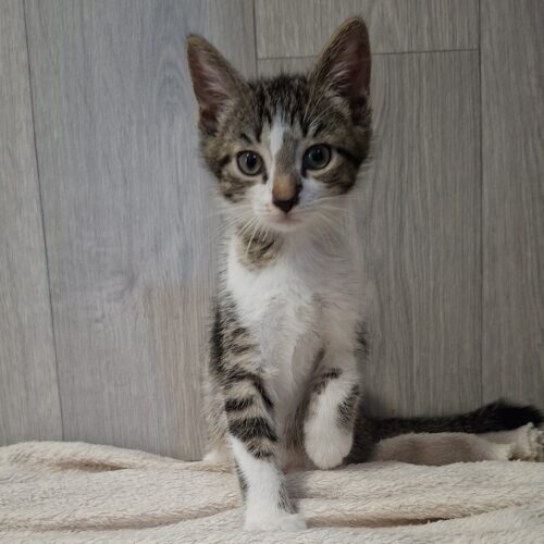 BISOUNOURS – chaton
