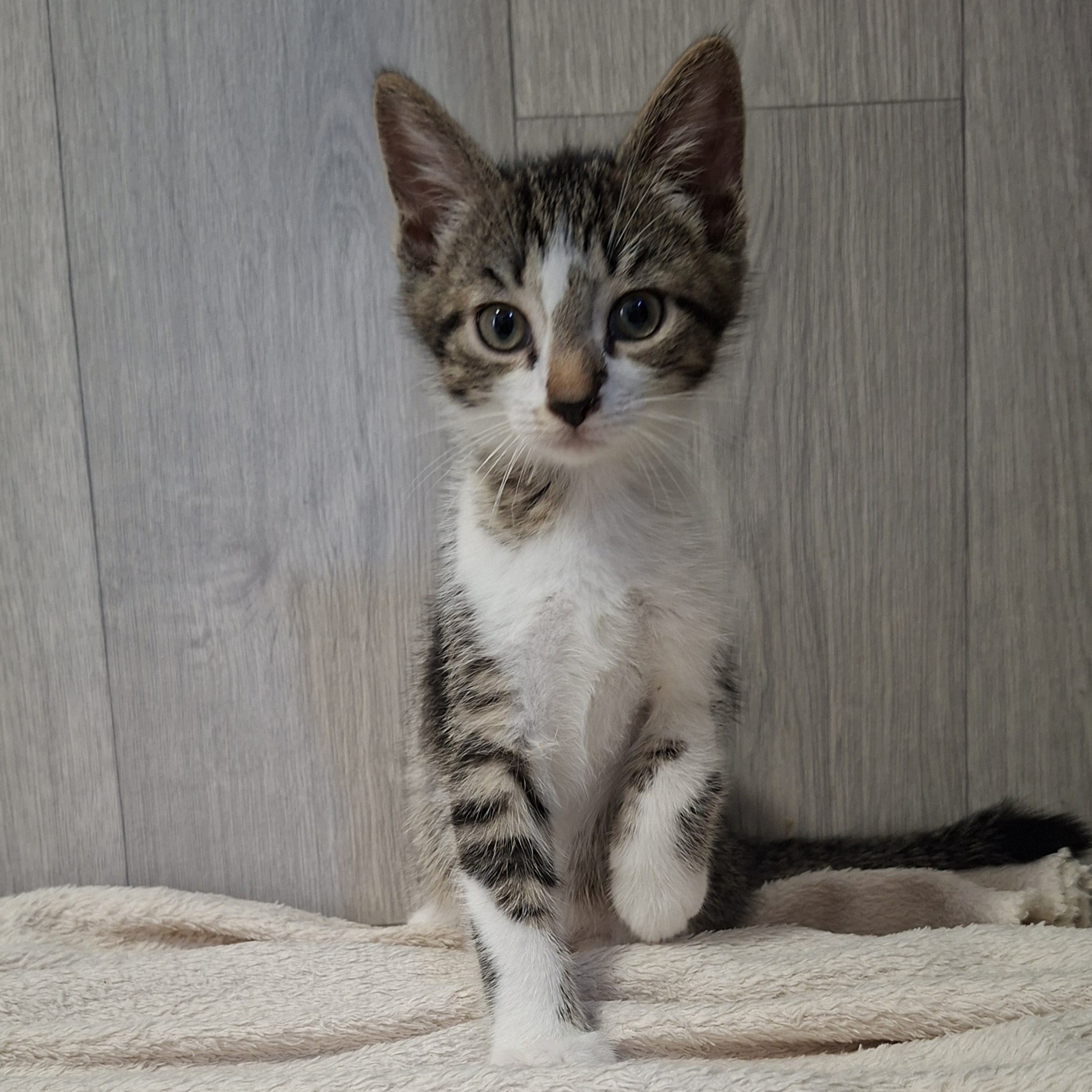 BISOUNOURS – chaton