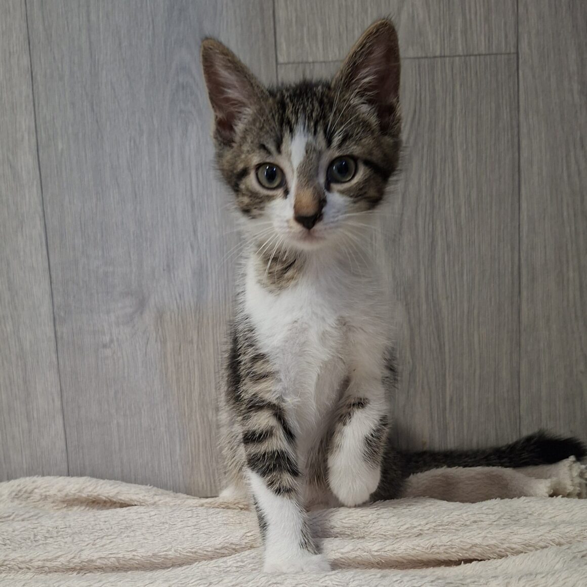 BISOUNOURS – chaton