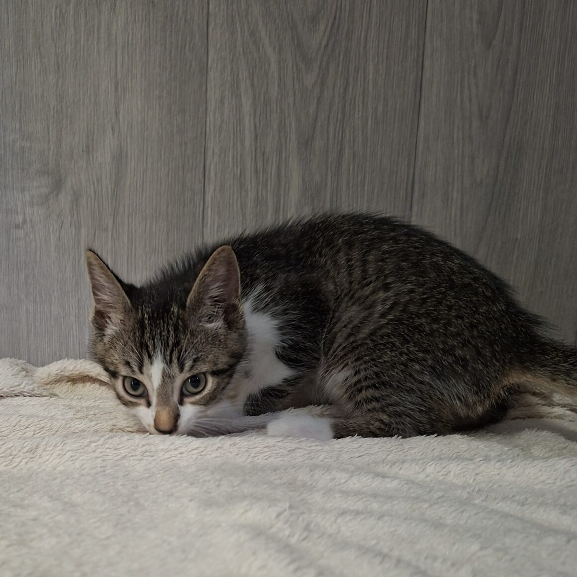 BISOUNOURS – chaton