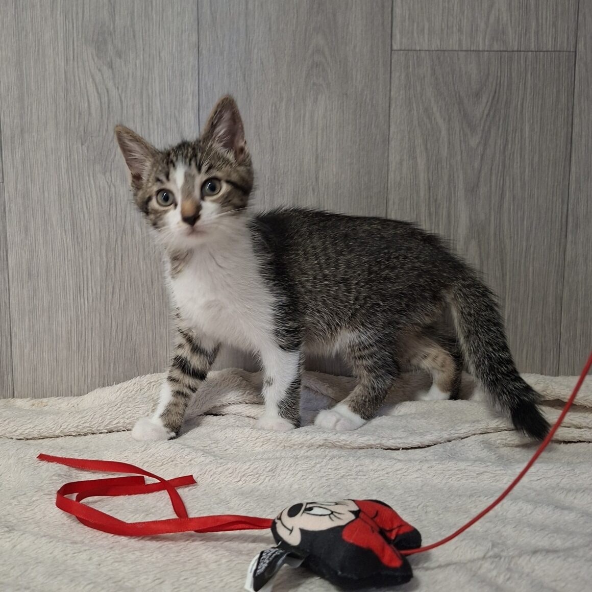 BISOUNOURS – chaton