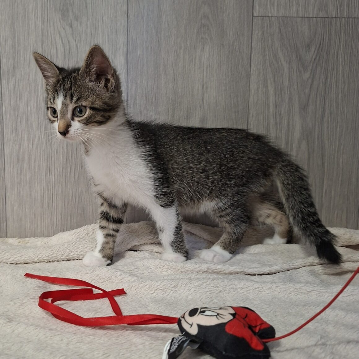 BISOUNOURS – chaton