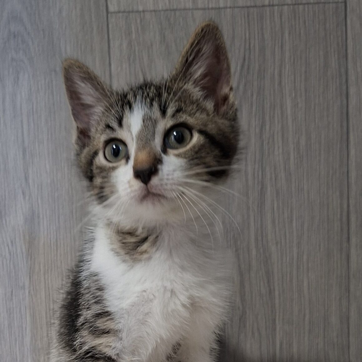 BISOUNOURS – chaton