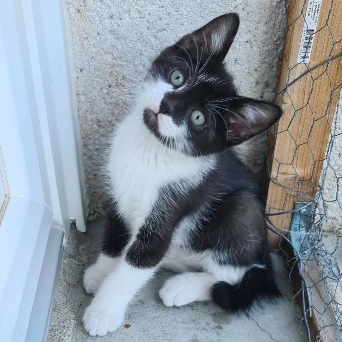 BOBSLEIGH – chaton Adopté