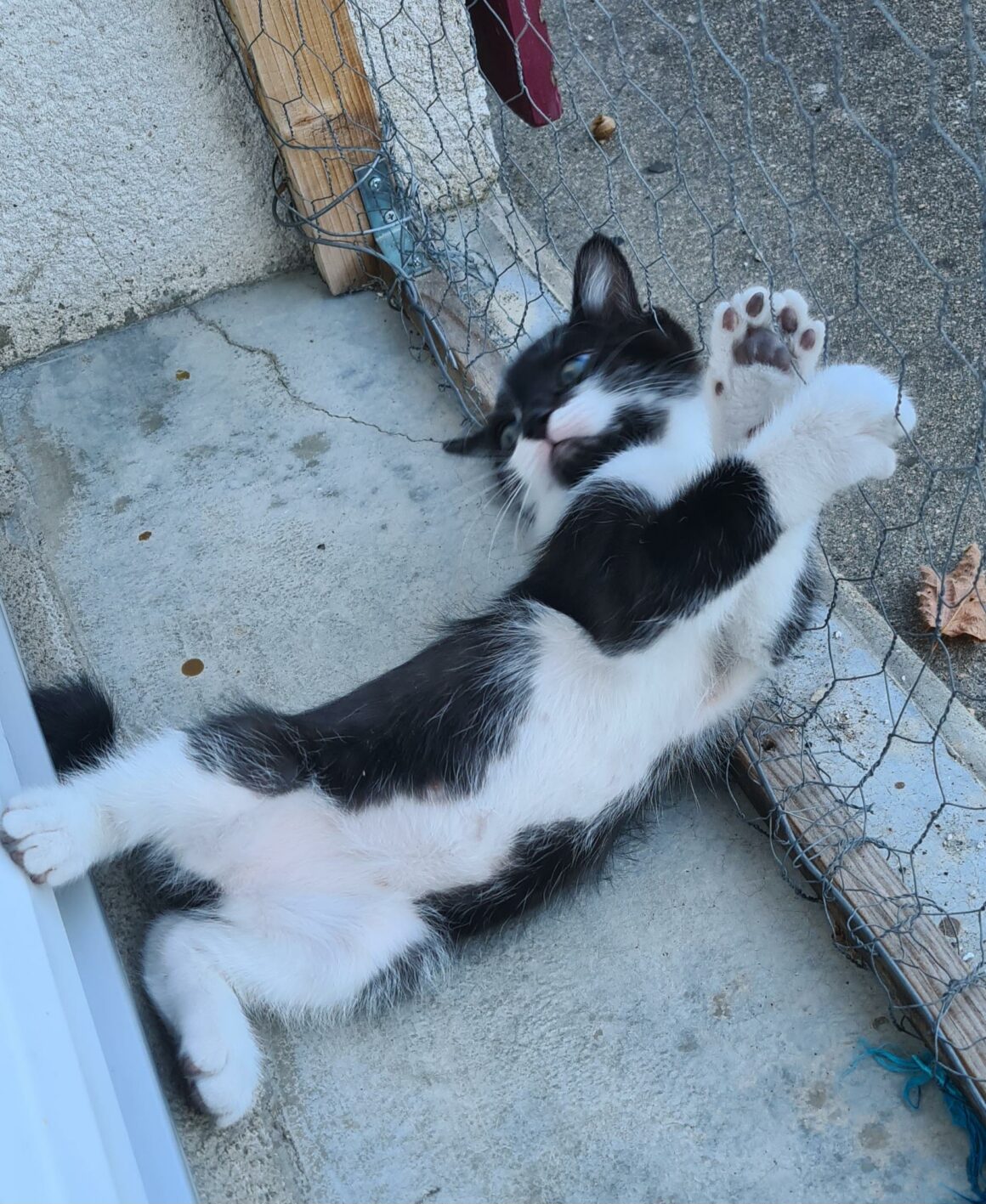 BOBSLEIGH – chaton