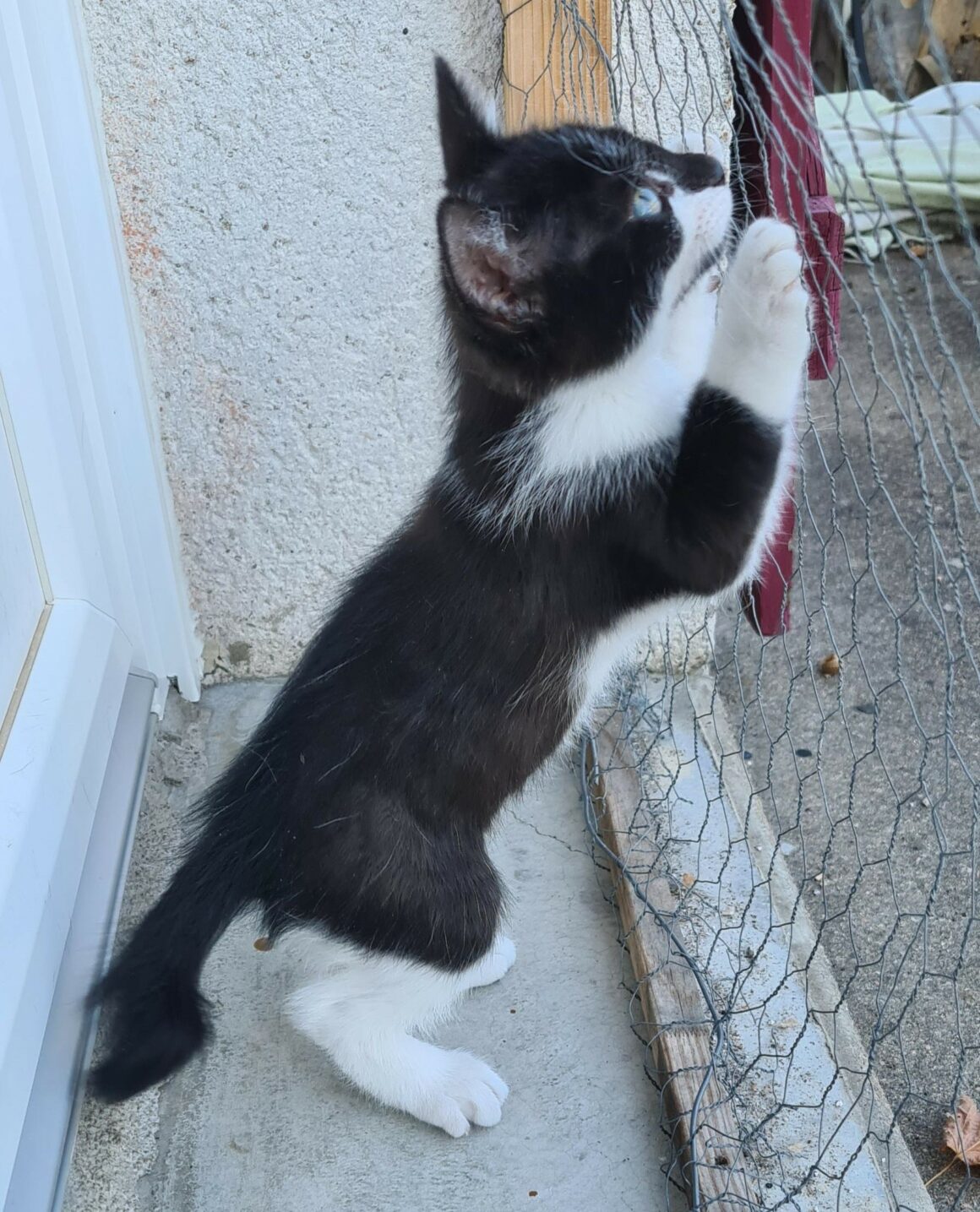 BOBSLEIGH – chaton