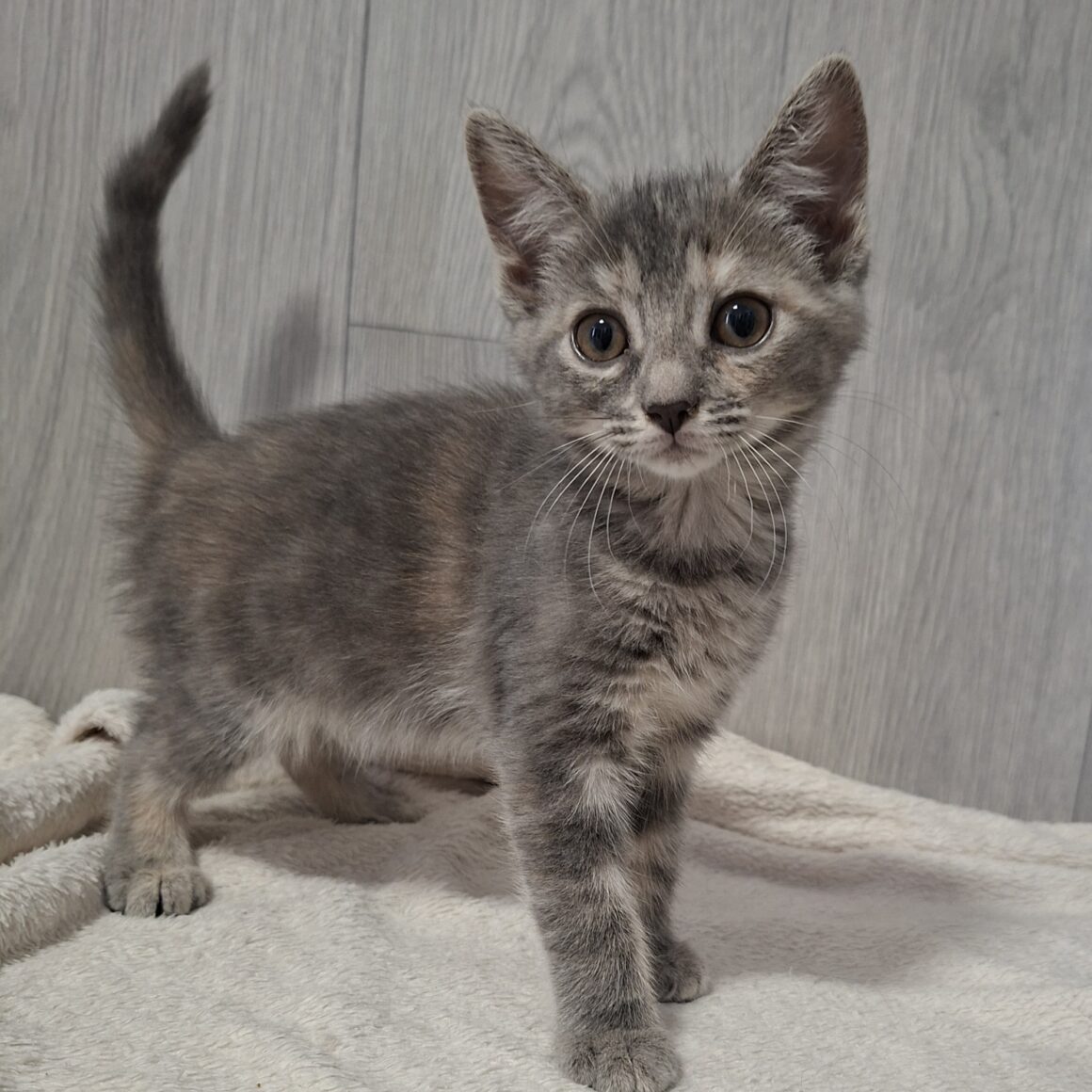 BOCQUET – chaton adoptée