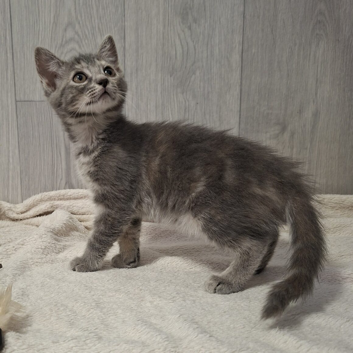 BOCQUET – chaton