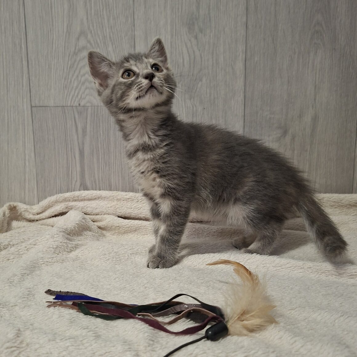 BOCQUET – chaton