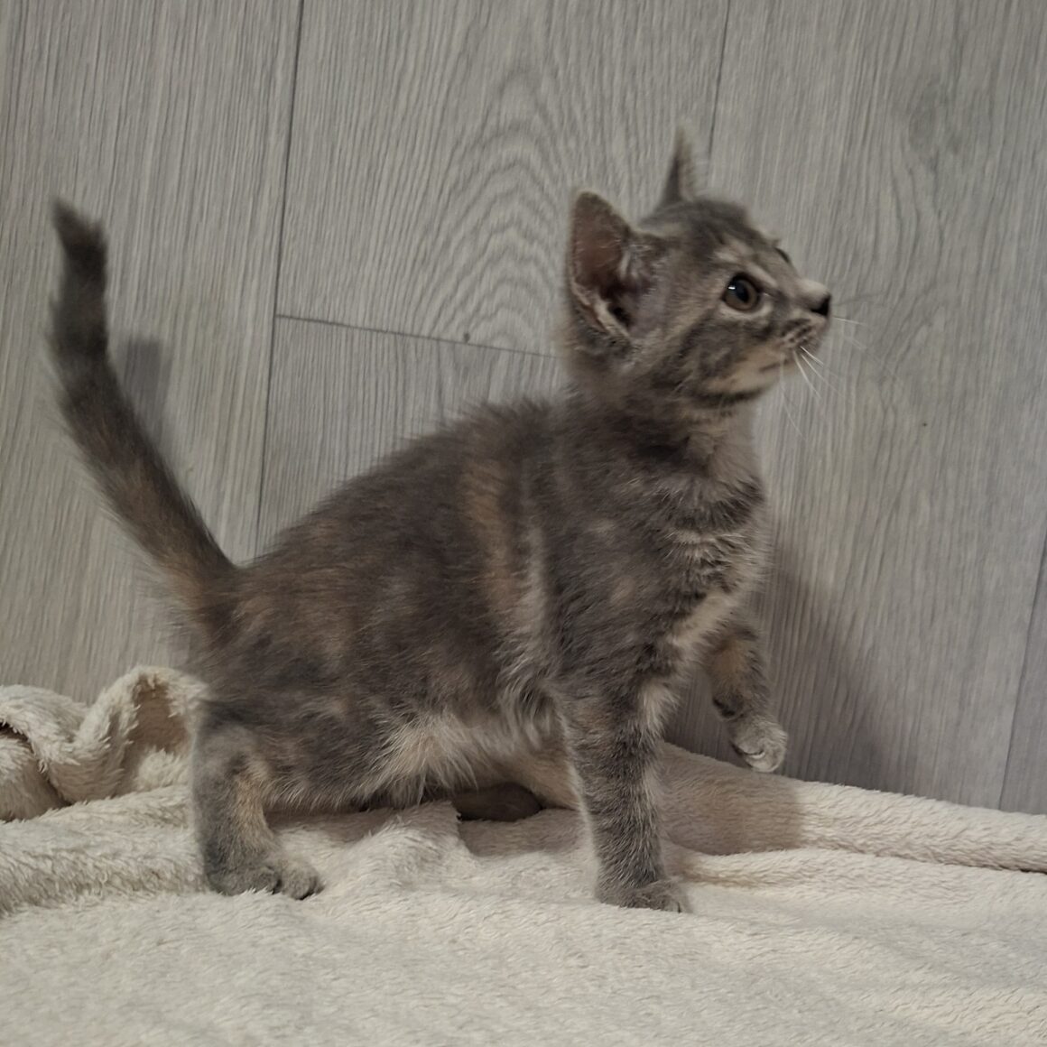 BOCQUET – chaton