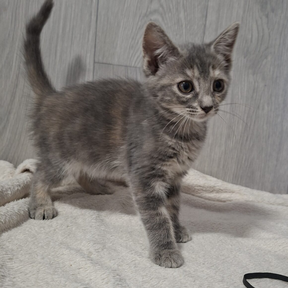 BOCQUET – chaton