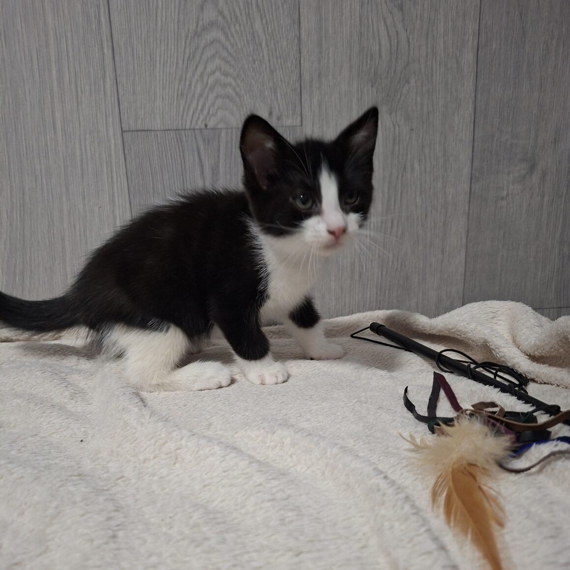 BONNIE – Chaton