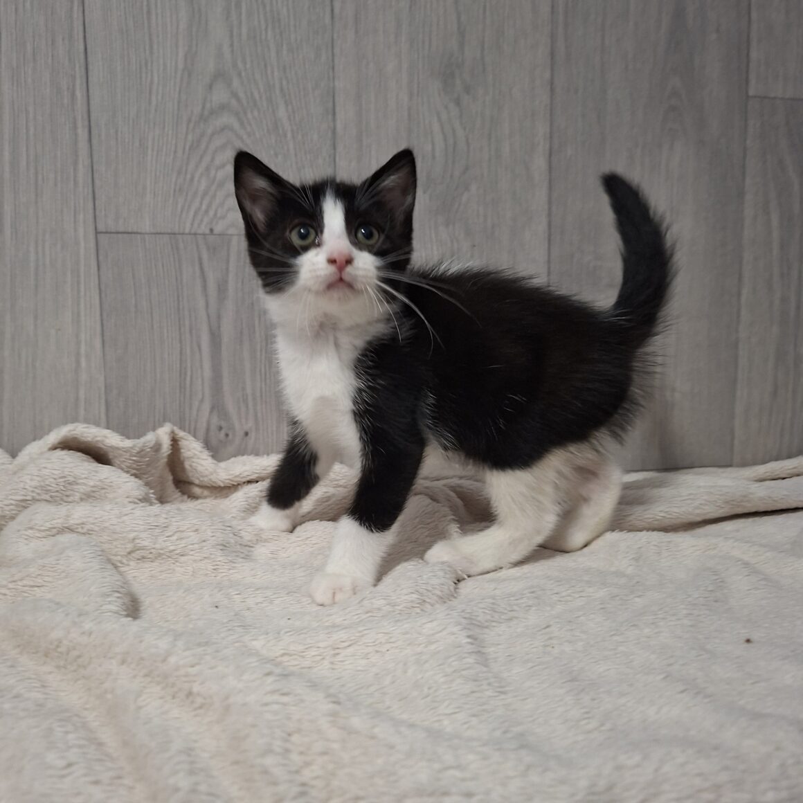 BONNIE – Chaton