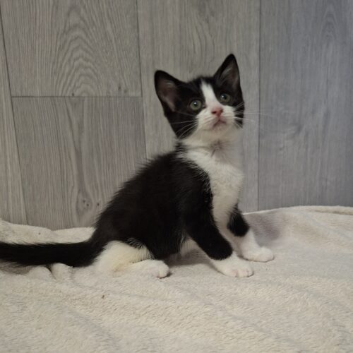 BONNIE (3) BONNIE – Chaton