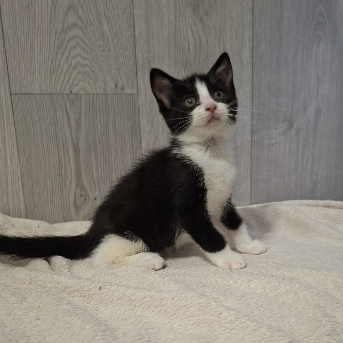 BONNIE – Chaton