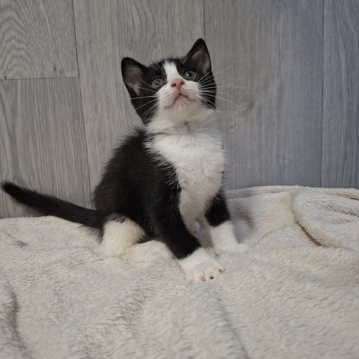 BONNIE – Chaton
