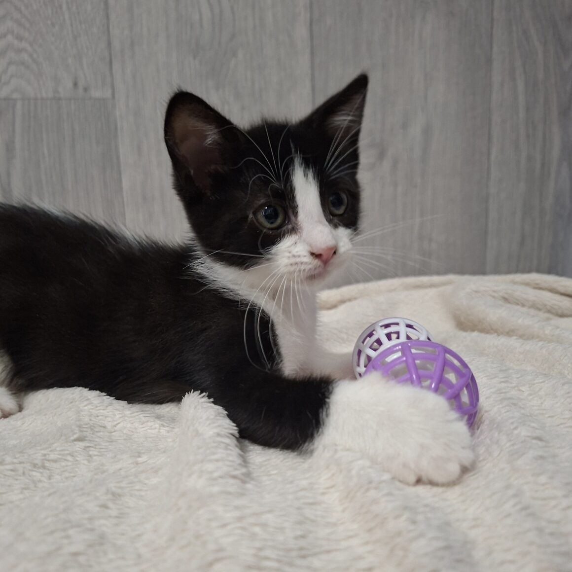 BONNIE – Chaton