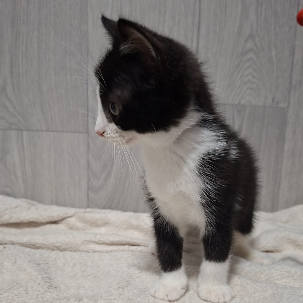 BONNIE – Chaton