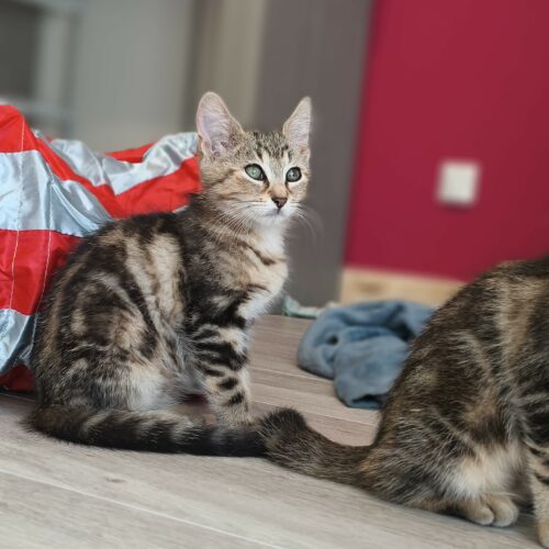 BOURRACHE (1) BOURRACHE – chaton