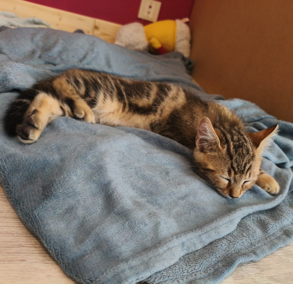 BOURRACHE – chaton