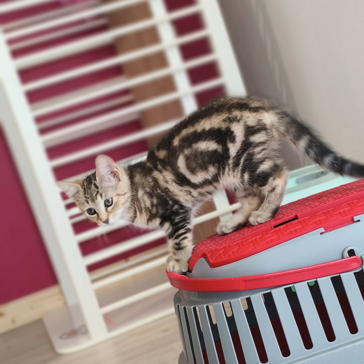 BOURRACHE – chaton