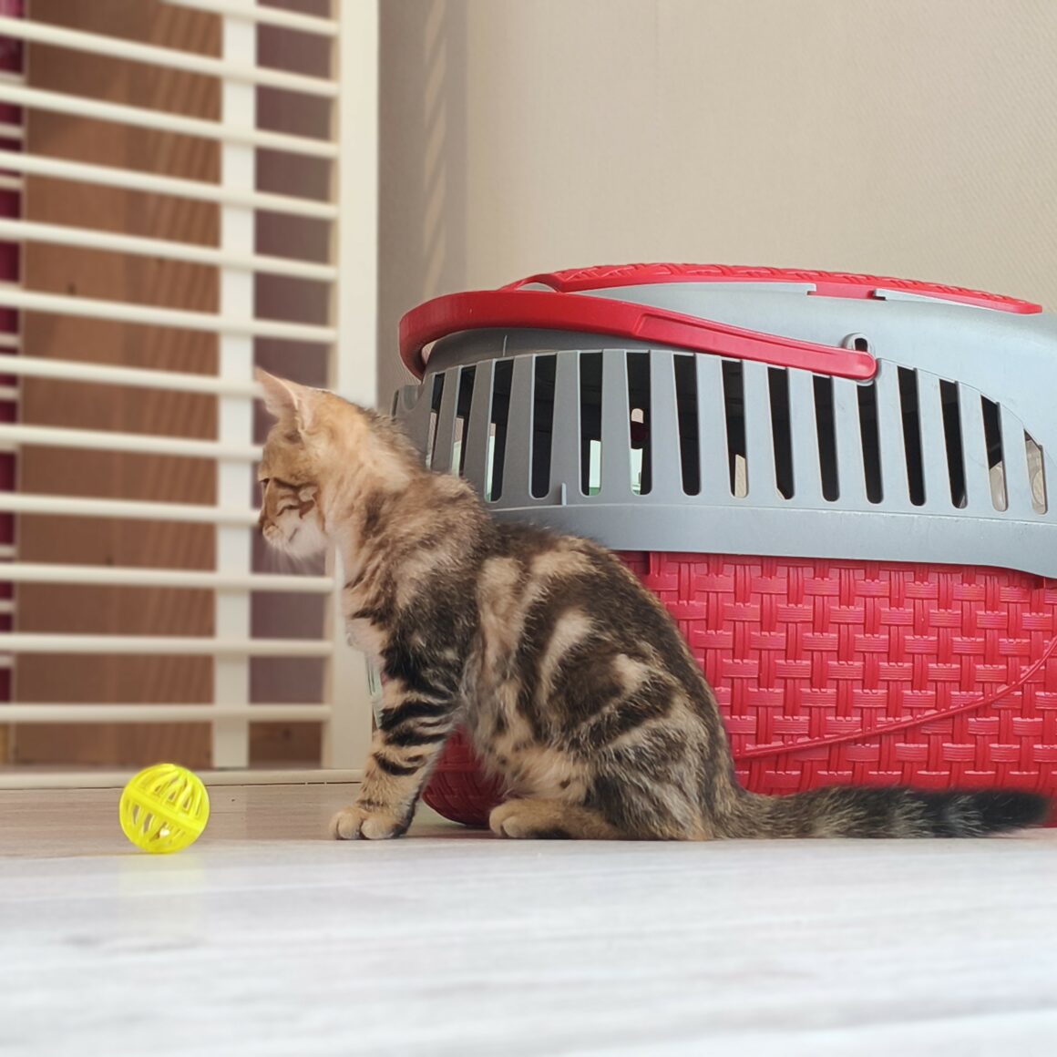 BOURRACHE – chaton
