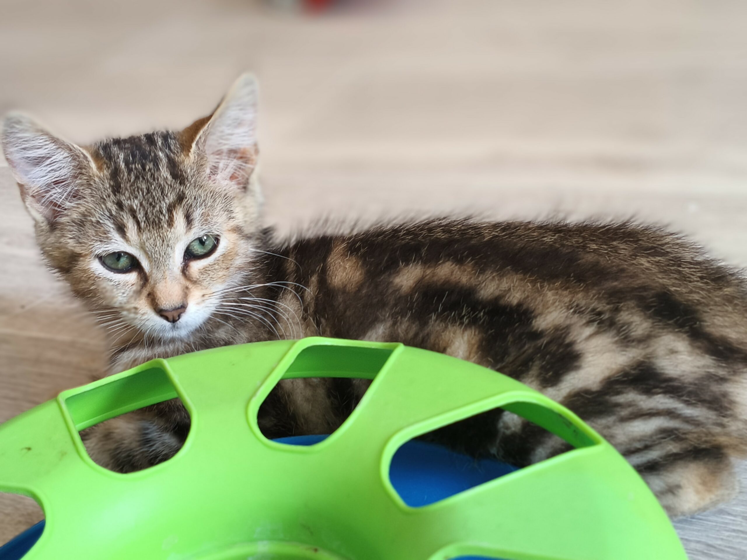 BOURRACHE – chaton