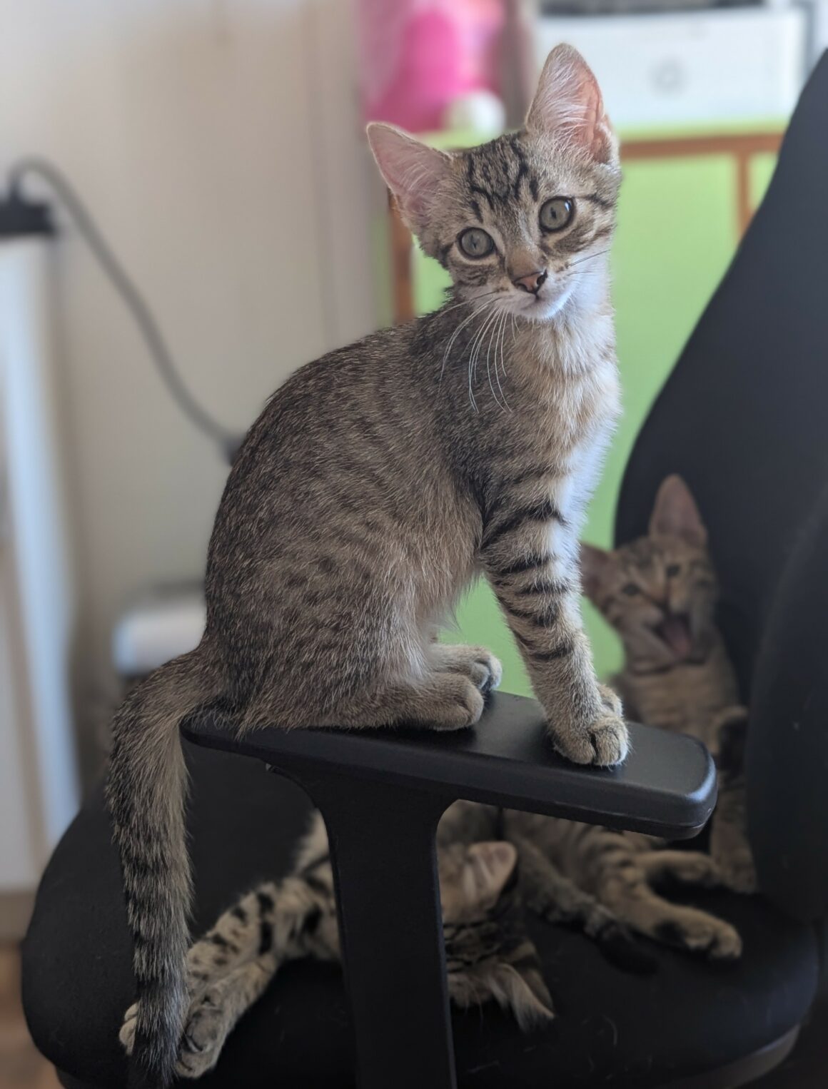 BOUSTIFLOR – chaton