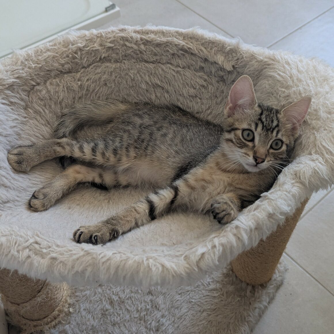 BOUSTIFLOR – chaton