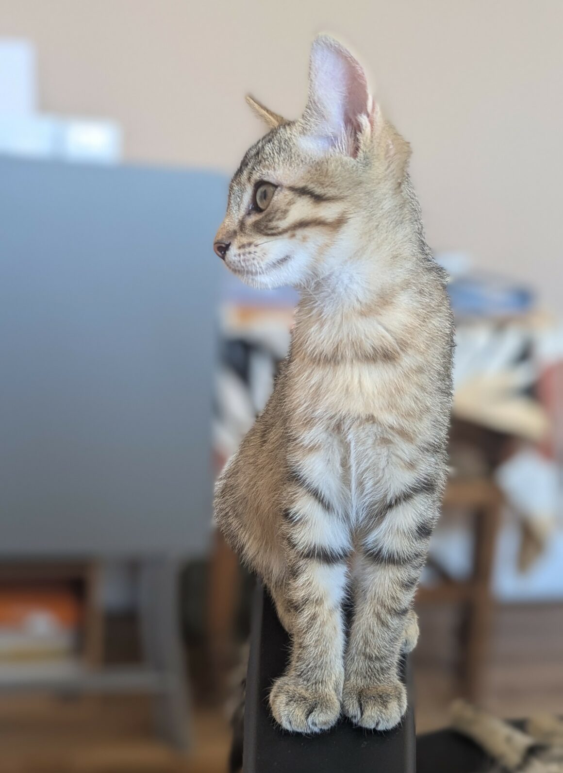 BOUSTIFLOR – chaton