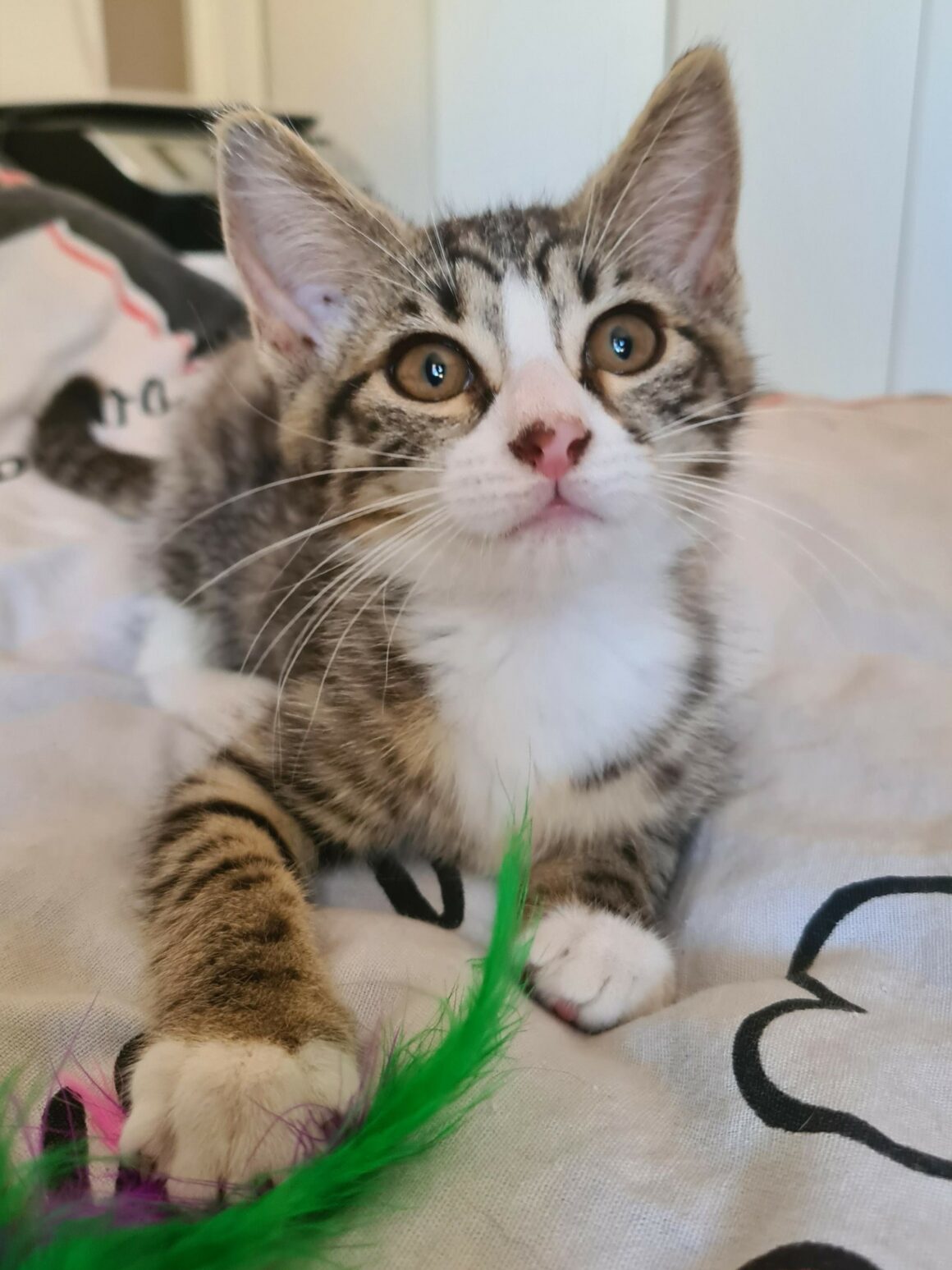 BOWIE – chaton