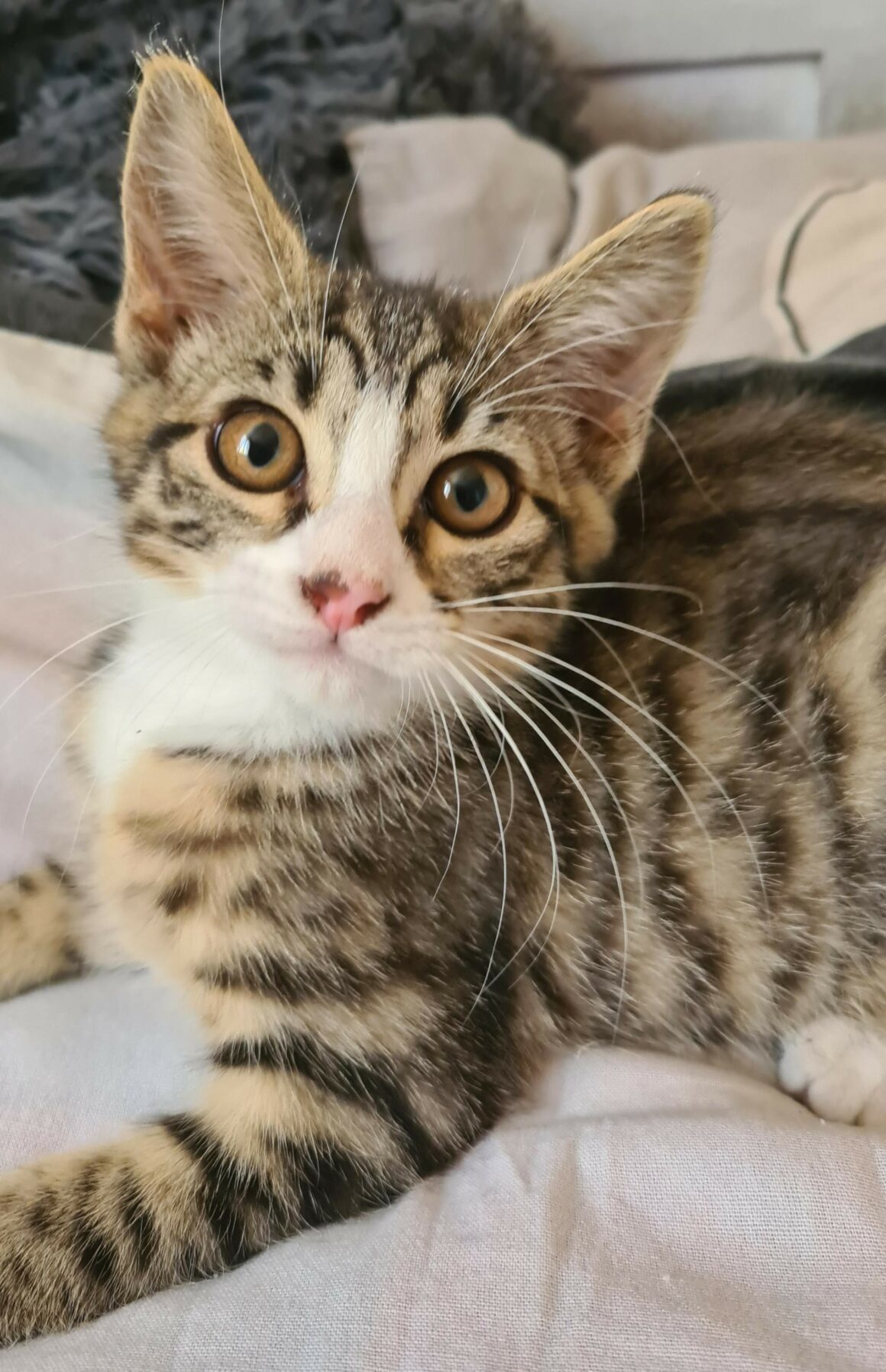 BOWIE – chaton